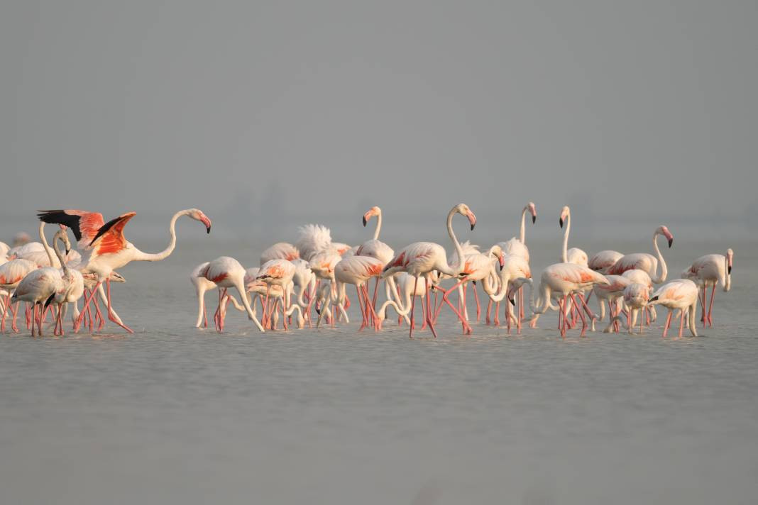 Akyatan’da Flamingo şöleni: Göç molası! - Resim: 2